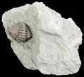 Wide, Enrolled Flexicalymene Trilobite In Shale - Ohio #55402-2